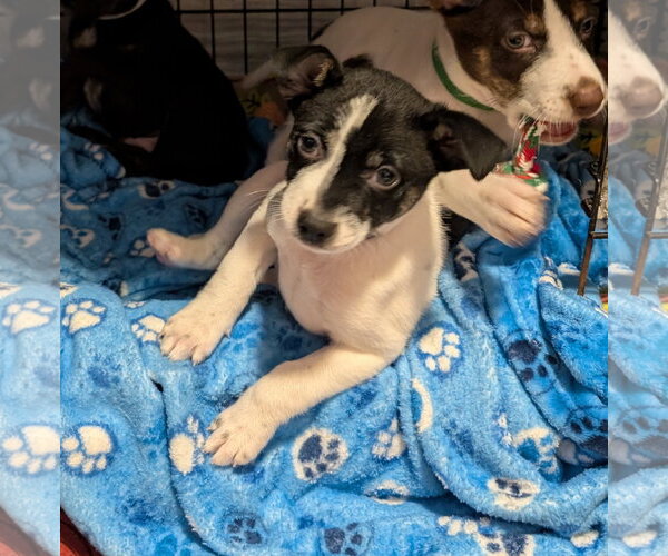 Medium Photo #10 Mutt Puppy For Sale in Brooklyn Center, MN, USA