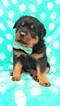 Small Photo #7 Rottweiler Puppy For Sale in LANCASTER, PA, USA
