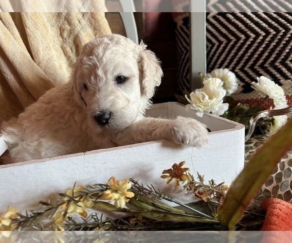 Medium Photo #5 Poodle (Standard) Puppy For Sale in PLYMOUTH, IN, USA