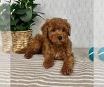 Small #3 Cavapoo