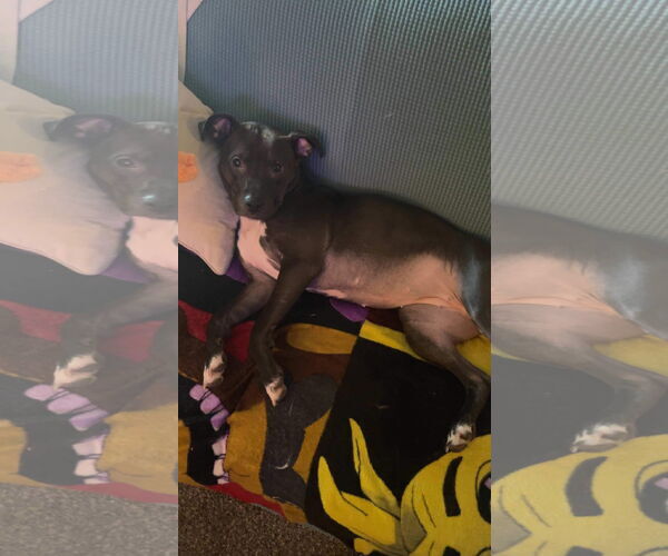 Medium Photo #12 American Pit Bull Terrier-Unknown Mix Puppy For Sale in Germantown, OH, USA