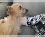 Small #2 Chihuahua Mix