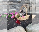 Puppy Milky way Pembroke Welsh Corgi