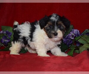 YorkiePoo Puppy for sale in BARNESVILLE, KS, USA