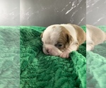 Puppy Legolas AKC Boston Terrier