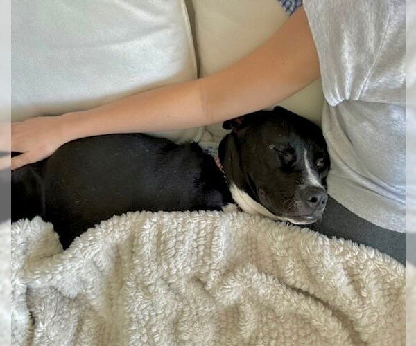 Medium Photo #15 American Pit Bull Terrier-Labrador Retriever Mix Puppy For Sale in Dana Point, CA, USA
