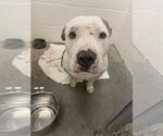 Small American Pit Bull Terrier