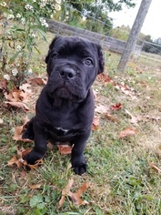 Cane Corso Puppy for sale in ATWATER, OH, USA