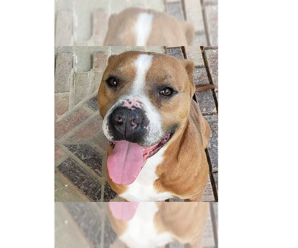 Medium Photo #1 Mutt Puppy For Sale in Abbeville, LA, USA