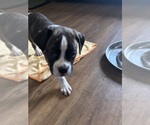 Puppy Luna American Bully-Boxer Mix