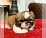 Small Photo #15 Shih Tzu Puppy For Sale in BUFORD, GA, USA