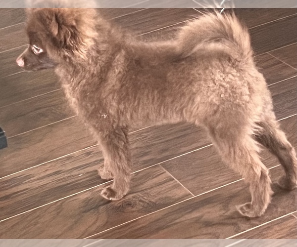 Medium Photo #1 Pomeranian Puppy For Sale in GOLDSBORO, NC, USA