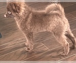 Small Photo #1 Pomeranian Puppy For Sale in GOLDSBORO, NC, USA