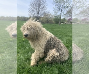 Mother of the Old English Sheepdog puppies born on 02/17/2023