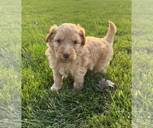 Aussiedoodle Miniature -Miniature Bernedoodle Mix Puppy for sale in APPLETON, WI, USA