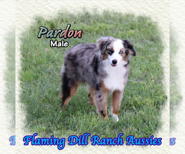 Medium Photo #1 Miniature Australian Shepherd Puppy For Sale in FORESTBURG, TX, USA
