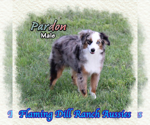 Miniature Australian Shepherd Puppy for sale in FORESTBURG, TX, USA