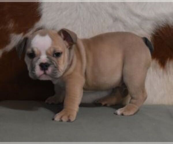 Medium Photo #1 English Bulldog Puppy For Sale in MARSHFIELD, MO, USA