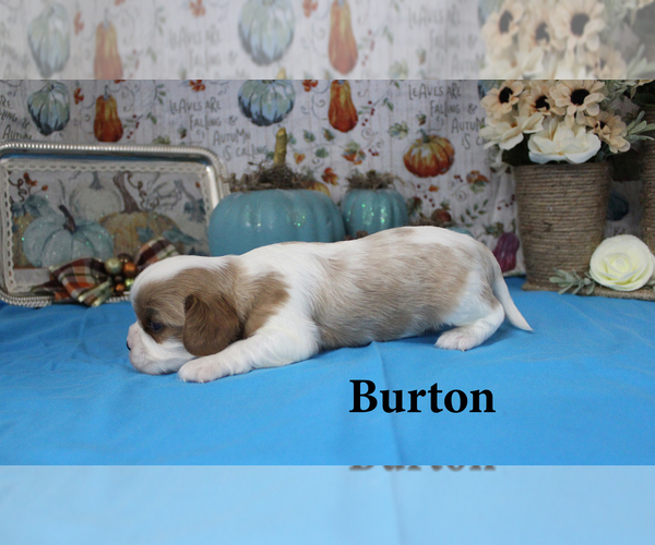 Medium Photo #10 Cavalier King Charles Spaniel Puppy For Sale in CHANUTE, KS, USA