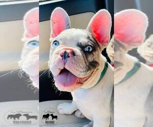 French Bulldog Puppy for sale in TUCSON, AZ, USA