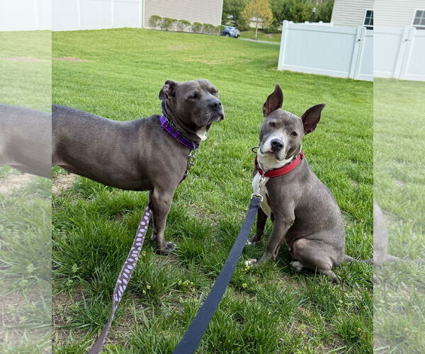 Medium Photo #36 Mutt Puppy For Sale in Mount Laurel, NJ, USA