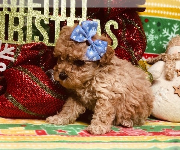 Medium Photo #5 Poodle (Miniature) Puppy For Sale in CLAY, PA, USA
