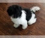 Small Photo #6 Poodle (Toy) Puppy For Sale in BRYAN, TX, USA