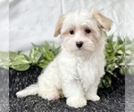Small #9 Maltese