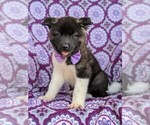 Small Photo #1 Akita Puppy For Sale in CHRISTIANA, PA, USA
