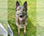 Small German Shepherd Dog