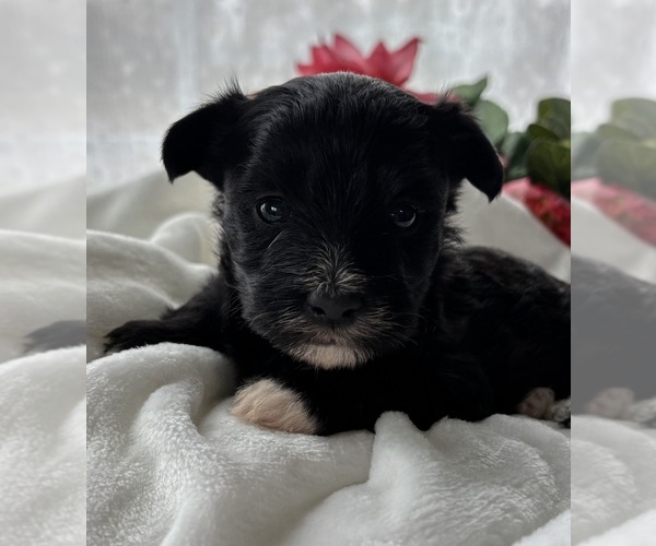 Medium Photo #7 Morkie Puppy For Sale in ROCK STREAM, NY, USA