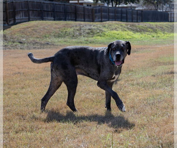 Medium Photo #2 Great Dane-Unknown Mix Puppy For Sale in Bullard, TX, USA