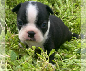 Boston Terrier Puppy for sale in CRKD RVR RNCH, OR, USA