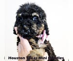 Puppy 4 Australian Labradoodle-Miniature Bernedoodle Mix