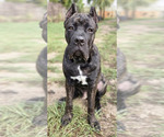 Small Photo #6 Cane Corso Puppy For Sale in MERRITT ISLAND, FL, USA