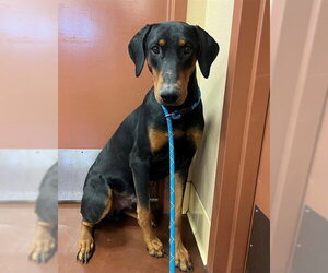 Doberman Pinscher Dogs for adoption in Riverside, CA, USA
