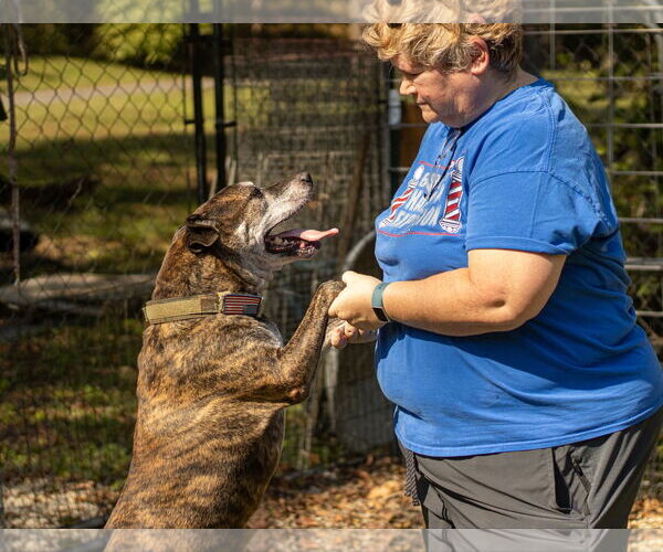 Medium Photo #11 Mutt Puppy For Sale in Calhoun, GA, USA