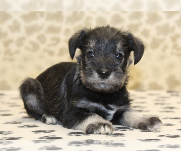 Medium Photo #2 Schnauzer (Miniature) Puppy For Sale in DENVER, PA, USA