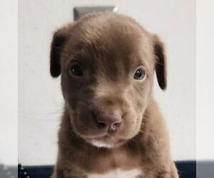 American Staffordshire Terrier-Border Collie Mix Dogs for adoption in Lake Forest, CA, USA