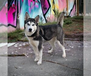 Huskies -Unknown Mix Dogs for adoption in Shillington, PA, USA