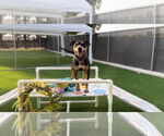 Small #2 Rottweiler Mix