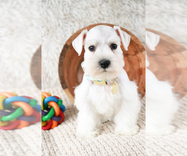 Medium Photo #3 Schnauzer (Miniature) Puppy For Sale in SYRACUSE, IN, USA