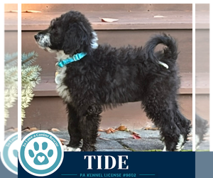 Tide (Seashore Squad) 101726 - Female Mutt Dog for Adoption - Photo #3