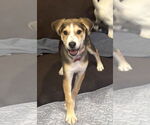 Small #7 Mutt