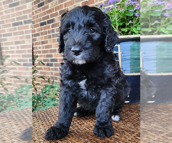 Medium Photo #5 Aussiedoodle Puppy For Sale in COLUMBIA, TN, USA