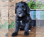 Small #4 Aussiedoodle
