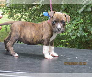 American Pit Bull Terrier Puppy for sale in NEWNAN, GA, USA