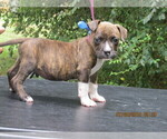 Small Photo #1 American Pit Bull Terrier Puppy For Sale in NEWNAN, GA, USA