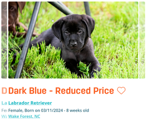 Labrador Retriever Puppy for sale in WAKE FOREST, NC, USA