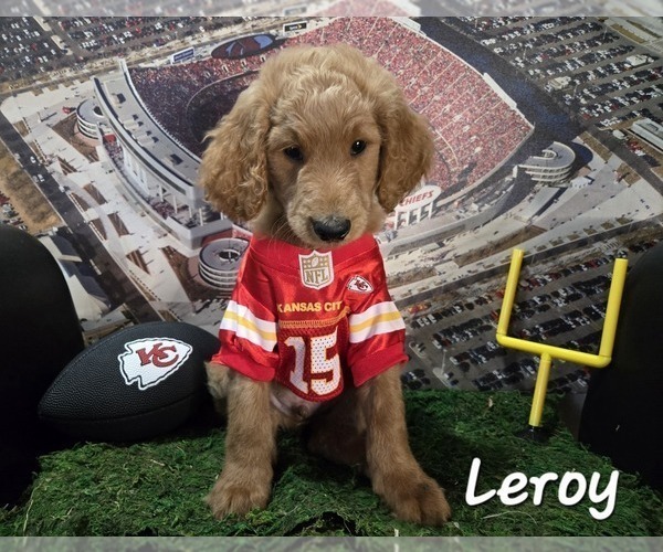 Medium Photo #18 Goldendoodle Puppy For Sale in KANSAS CITY, KS, USA